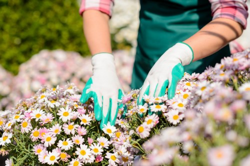 Professional gardener tending to plants in Battersea garden