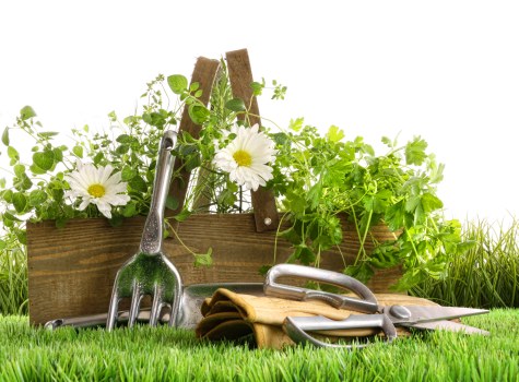 Close-up of healthy, well-cut grass blades